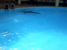 Sexy white wazoo swimming with dolphins on beach voyeur cam