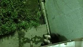 Wicked teen soaks the walkway beneath my window