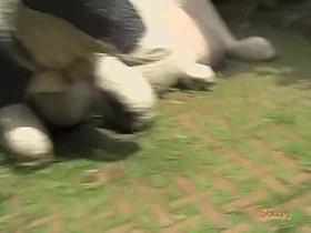 Pubes snatching video of attractive little tramp being caught in sharking web