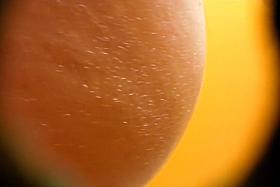 Crazy Spy Cams Video Show