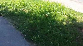 2 sexy girls , candid ass