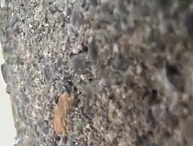 Boob shark attack - better stay on the shore for your safety