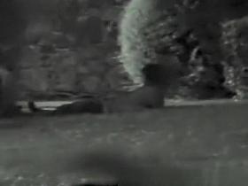 Couple fucking at night in park