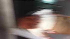 Zipang-5348 VIP apparel soul's chest Chilla 038; Skirt expedition Vol.41 "One~i's your Panchu the scent of roses #8221