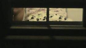 Window Voyeur 13 of 1000