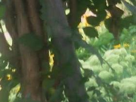 voyeur wank on sunbathing teen