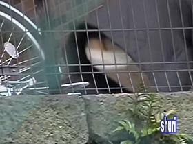 Public sharking meeting with surprised little bimbo and some kinky fellow