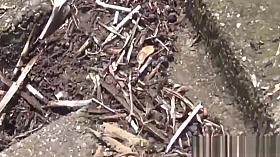 Bizarre asian teenagers peeing outside