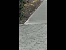 Voyeur Ass, Younger Girls 12