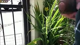 Flashing Compilation Dominican Republic