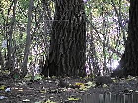 Bride pissing next to tree