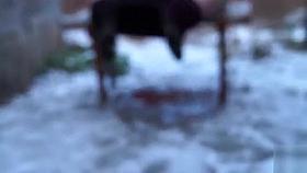 Fat Russian blonde takes off her pants and bends over to pee