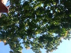 spy upskirt sexy mature woman romanian-pe stop