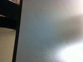 very pretty bunny at toilet spy romania