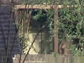 Neighbor window peek