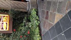 Armenian BBW in see thru leggings