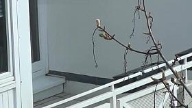 Spy BBW milf neighbor when she clean her balcony in tanga 1