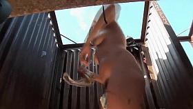 Exotic peeper Hidden Cams sex video