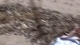 This is the world level! The Beach Hunters! File.08