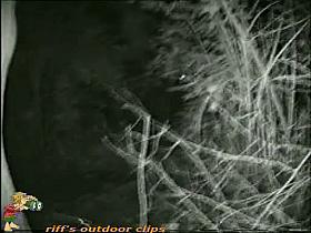 A sexy teen hides in the bushes while pissing voyeur cam