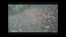 dans les bois compil