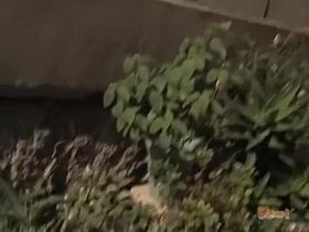 Pubic hair pulling after a violent skirt sharking.