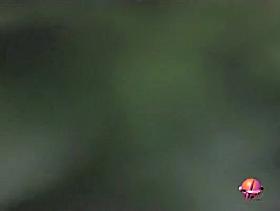 Intense sharking action with some really pretty Asian princess