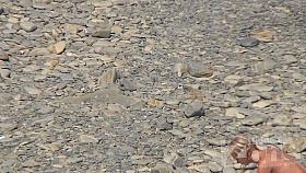 Hidden Zone Exposed beach 7