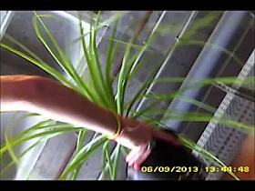 2 more Spanish milf's