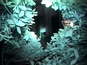 Horny couples having a quickie outdoor