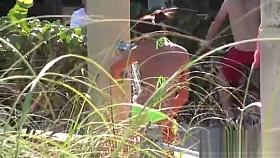 Superb cock servicing voyer