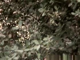 Caught Peeing in Forest