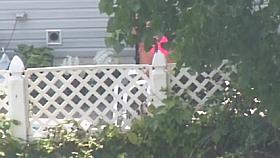 Spying on a Pink Bikini MILF 2 (nice horny ass)