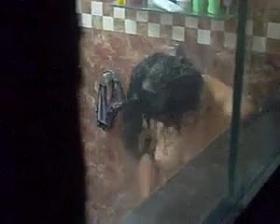 Espiada Coroa no Banho