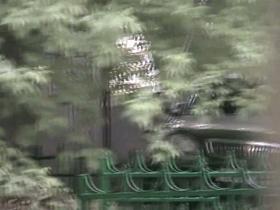 This is a silly footage of women pissing in the park