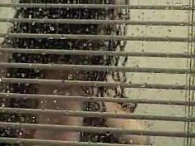 Licentious babe is dancing in the window topless