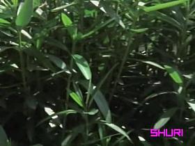 Stop playing with her tits, I'm serious sharking shuri video