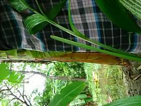 village couple fucking in forest