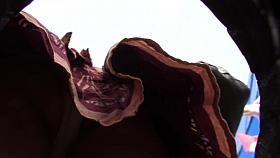 upskirt 274