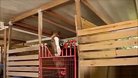 Teen Cowgirls Catch Voyeur And Revenge Fuck Him