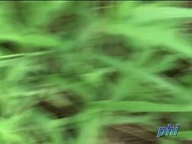 Bikini sharking adventure with sweet tattooed babe being nicely revealed