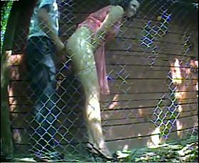 Si nascondono ma vengono spiati