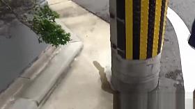 Teenage Asian redhead filmed while peeing on the street