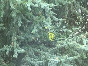 KEY -On Vacation - Natural Big Boobed Bird in her Nest