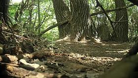 Guy stands on guard as his girlfriend pees behind a tree