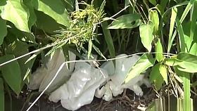 japanese schoolgirls - outdoor pee voyeur 1