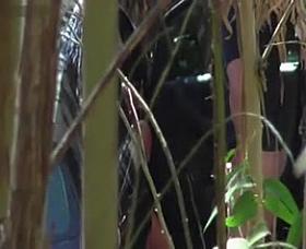 Hidden Cam - Woods 13