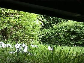 A majestic pissing voyeur spy cam video