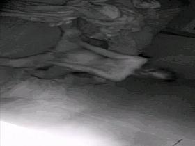 Amazing peeper Voyeur adult movie