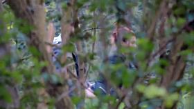 University students caught copulating in the bushes